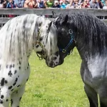 Hochalmbahnen 6w4, Zirbe, Nahe Gondel